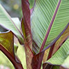 Red Abyssinian Banana Plant - Ensete ventricosum Maurelii Red Abyssinian Banana Plant - Ensete ventricosum Maurelii