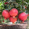 Dwarf Pomegranate Bush