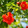 Dwarf Pomegranate Bush