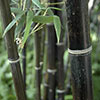 Black Bamboo Phyllostachys nigra Black Bamboo Phyllostachys nigra