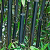 Black Bamboo Phyllostachys nigra Black Bamboo Phyllostachys nigra