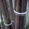 Black Bamboo Phyllostachys nigra Black Bamboo Phyllostachys nigra