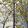 Black Bamboo Phyllostachys nigra Black Bamboo Phyllostachys nigra