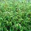 Fountain Bamboo Fargesia rufa