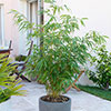 Fountain Bamboo Fargesia rufa