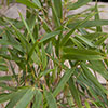 Fountain Bamboo Fargesia rufa