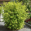 Fountain Bamboo Fargesia rufa
