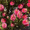 Callistemon Bottlebrush Standard Callistemon Bottlebrush Standard