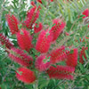 Pair of Callistemon Bottlebrush Standard