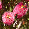 Pair of Callistemon Bottlebrush Standard