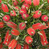 Pair of Callistemon Bottlebrush Standard