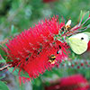 Pair of Callistemon Bottlebrush Standard