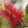 Pair of Callistemon Bottlebrush Standard
