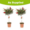 Pair of Callistemon Bottlebrush Standard