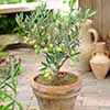 Mini Standard Olive Tree Mini Standard Olive Tree