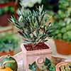 Mini Standard Olive Tree Mini Standard Olive Tree