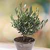 Mini Standard Olive Tree Mini Standard Olive Tree