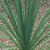 Cordyline australis Green