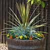 Cordyline australis Green
