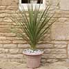 Cordyline australis Green