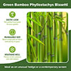 Green Bamboo Phyllostachys bissetti Green Bamboo Phyllostachys bissetti
