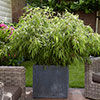 Fargesia rufa Fountain Bamboo Fargesia rufa Fountain Bamboo