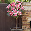 Oleander Shades of Pink Standard Oleander Shades of Pink Standard