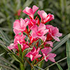 Oleander Shades of Pink Standard Oleander Shades of Pink Standard