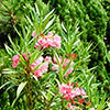Oleander Shades of Pink Standards Oleander Shades of Pink Standards