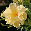 Oleander Double Yellow Luteum Plenum Standard