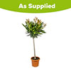 Oleander Double Yellow Luteum Plenum Standard
