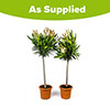 Pair of Oleander Double Yellow Luteum Plenum Standards Pair of Oleander Double Yellow Luteum Plenum Standards