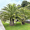 Pair of Phoenix canariensis Canary Island Date Palms