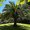 Pair of Phoenix canariensis Canary Island Date Palms