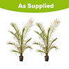 Pair of Phoenix canariensis Canary Island Date Palms