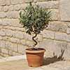 Patio Spiral Stem Olive Tree