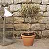 Patio Spiral Stem Olive Tree
