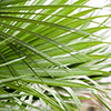 Chamaerops Humilis Fan Palm Chamaerops Humilis Fan Palm