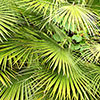 Chamaerops Humilis Fan Palm Chamaerops Humilis Fan Palm