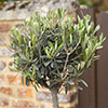 Pair of Olive Tree Standards