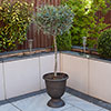 Pair of Olive Tree Standards