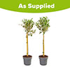 Pair of Olive Tree Standards