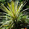 Cordyline australis Torbay Dazzler