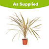 Cordyline australis Torbay Dazzler