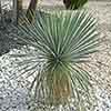 Yucca rostrata