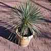 Yucca rostrata