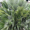 Chamaerops Compact The Volcano Palm