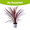 Cordyline australis Red Star Cordyline australis Red Star