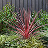 Cordyline Charlie Boy