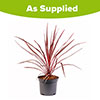 Cordyline Charlie Boy
